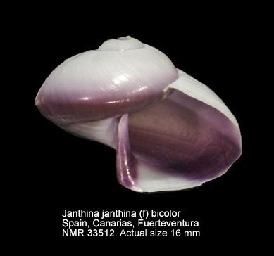 Janthina janthina (f) bicolor.jpg - Janthina janthina (f) bicolorMenke,1828
